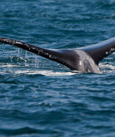 5 Amazing Facts You Didn’t Know About Humpback Whales