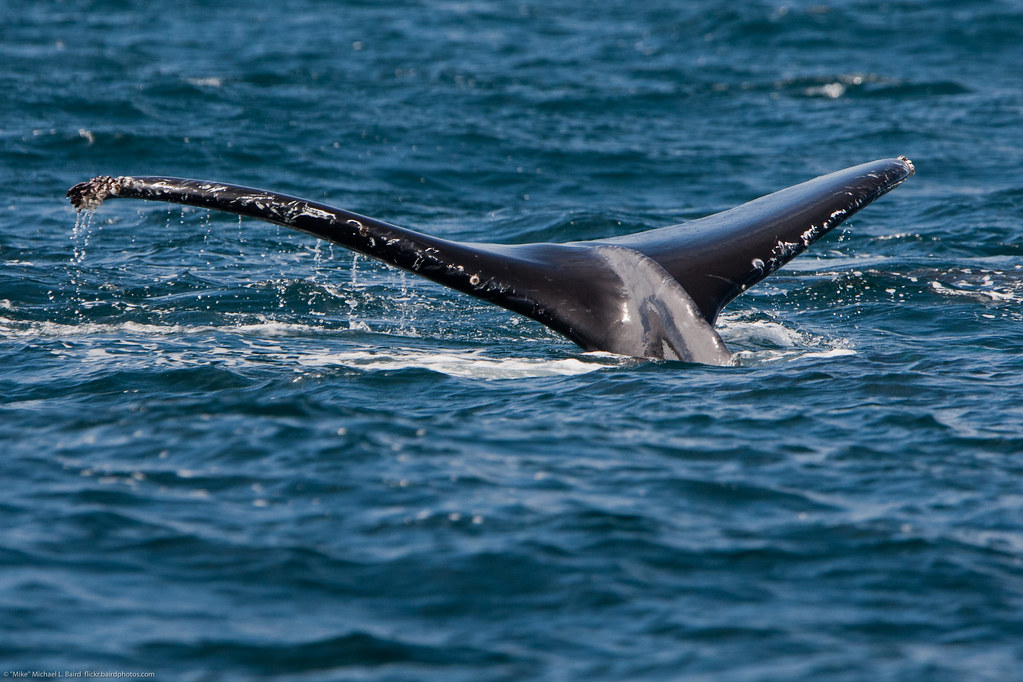 5 Amazing Facts You Didn’t Know About Humpback Whales