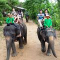 Enjoying An Unforgettable Experience With Elephants In Thailand
